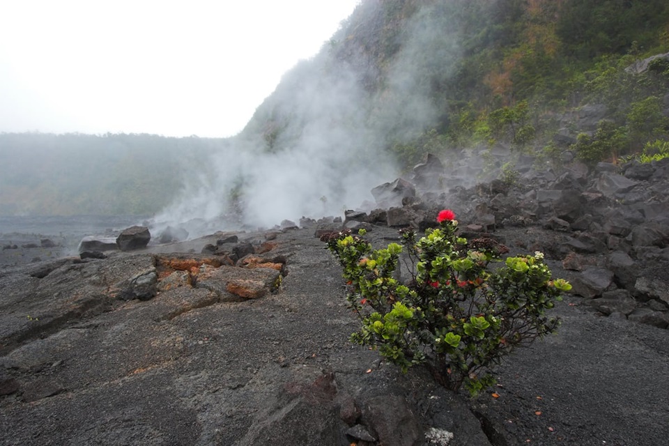 Flower on Lava
